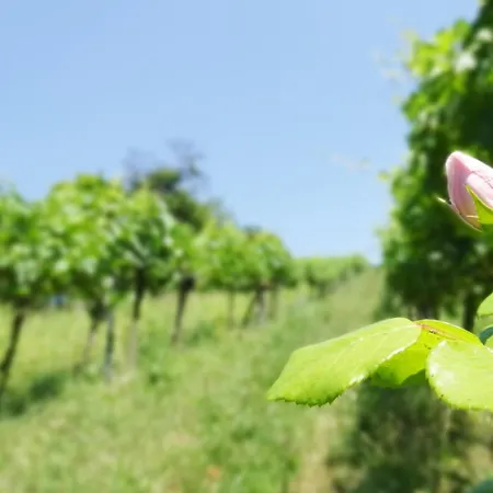 Bioweingut Hauerhof 99 -apartment 3 アパート