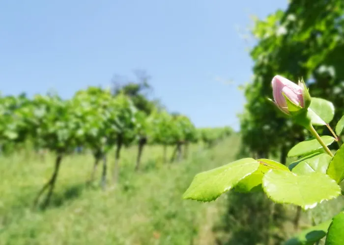 Bioweingut Hauerhof 99 -apartment 3 Apartman