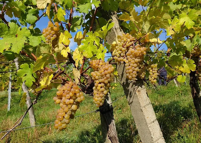 Bioweingut Hauerhof 99 -apartment 3